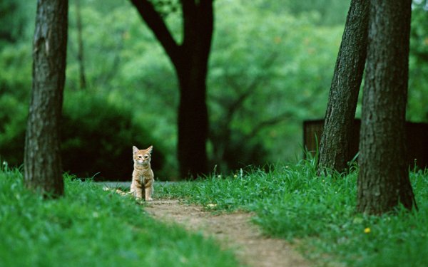 Кошка на фоне леса