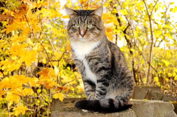 Осенний кот