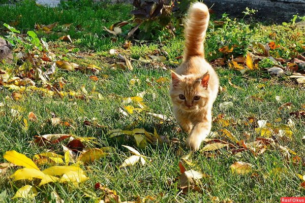 Августовский кот