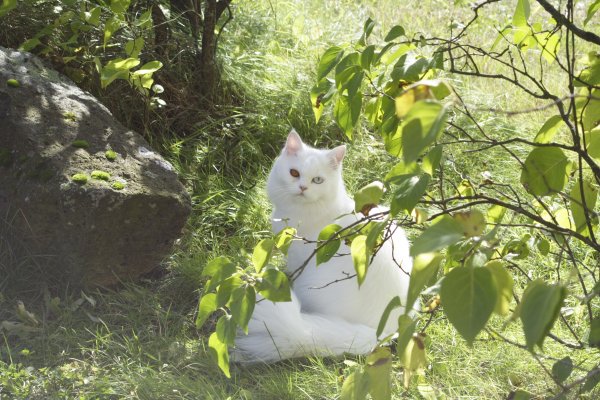 Персидская кошка на природе