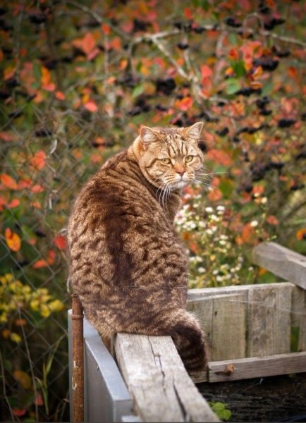 Котики осенью