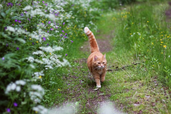 Котик на прогулке