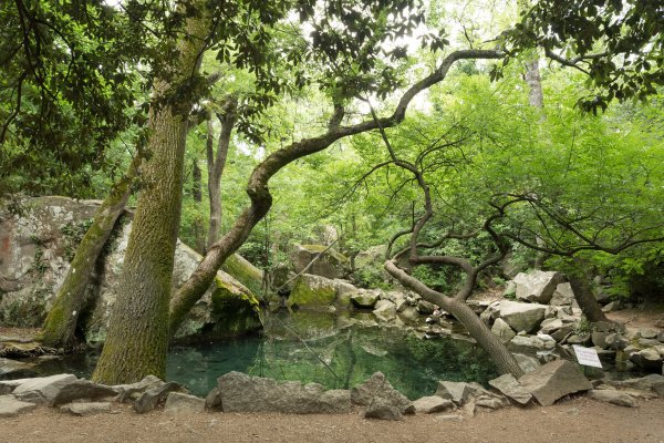 Воронцовский парк Алупка