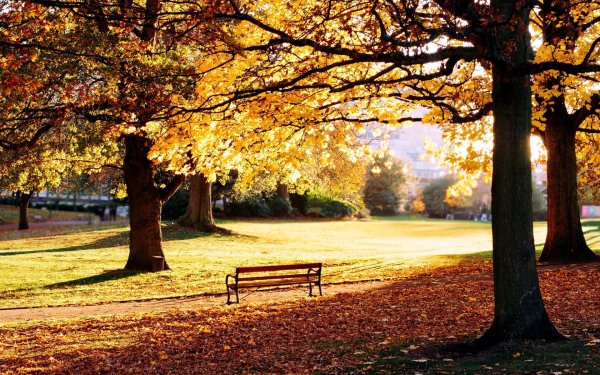 Природа осень парк