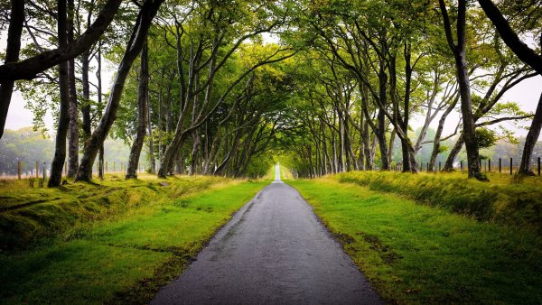 Красивая аллея в парке