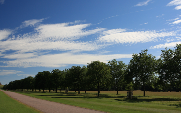 Панорама небо и деревья