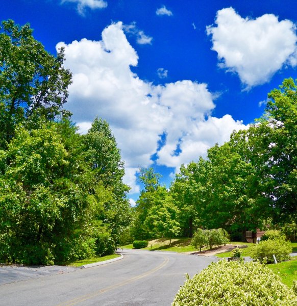 Парк деревья небо