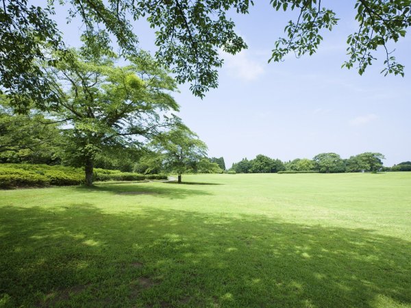 Деревья на газоне