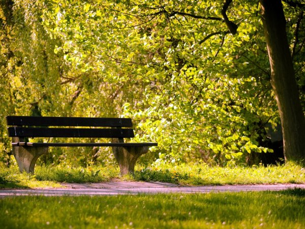 Летняя аллея в парке в Туле, лавочка