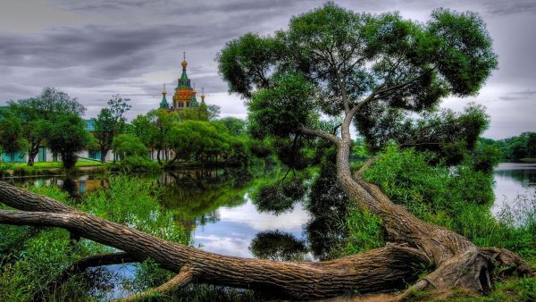 Ольгин пруд ивы