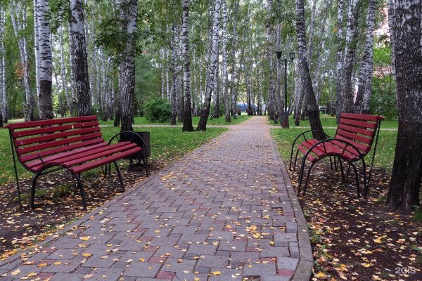Берёзовая роща Тюмень парк