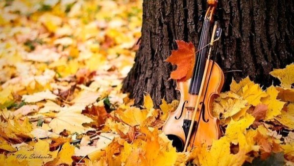 Скрипка осень