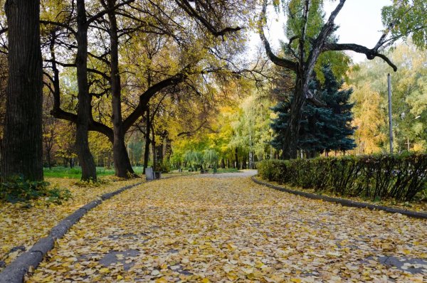 Рюмина роща Рязань Центральный парк