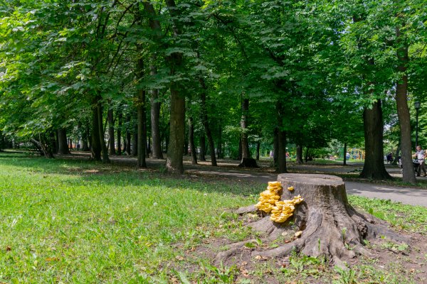 Городской парк (Нижний городской сад) Рязань