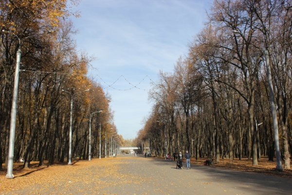 Парк в Рязани Рязанский лесопарк