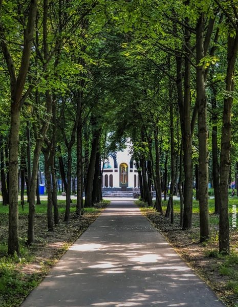 Соборный парк Рязань липы