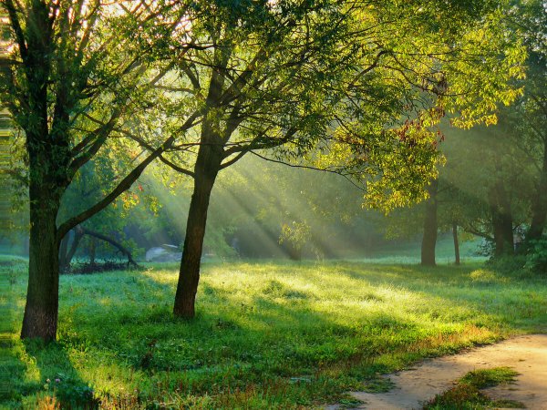 Утро в парке