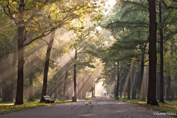 Солнечное утро в парке