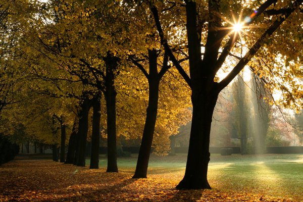 Солнечный осенний парк