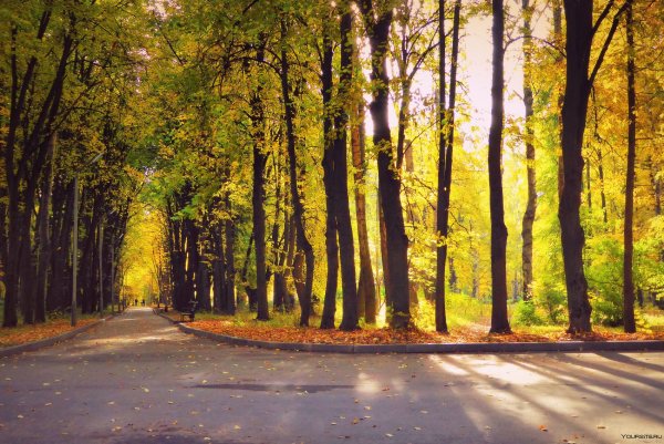 Осень парк аллея