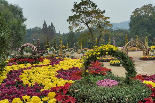Сады хризантем в Японии
