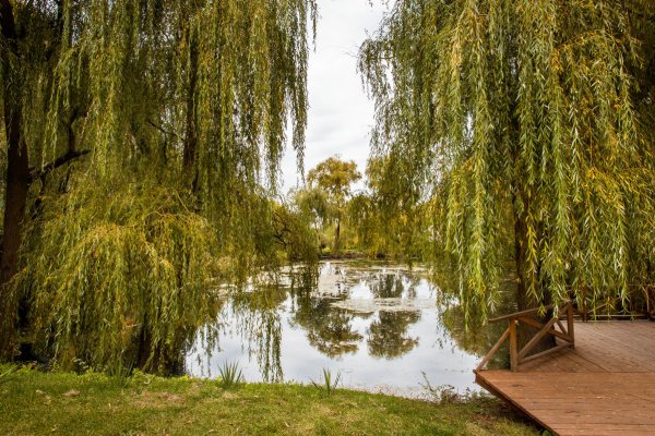 Ива плакучая Царское село