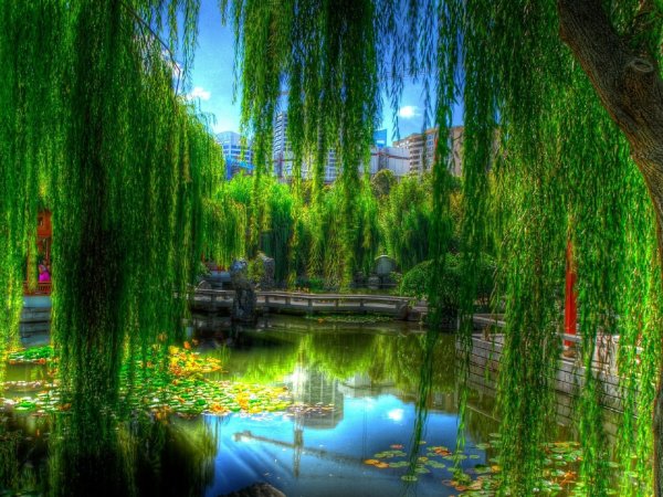 Плакучая Ива пруд подсветка