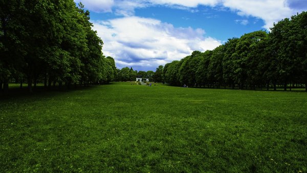 Трава в парке