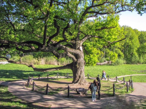 Парк Дубовое Белгород