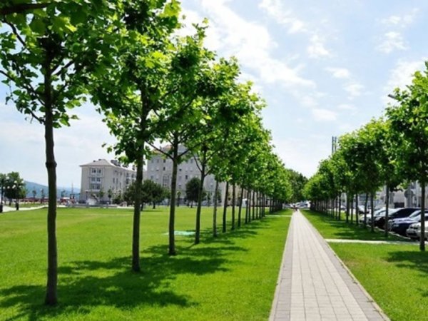 Зеленые насаждения Белгород