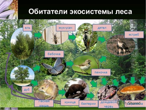 Лесная экосистема