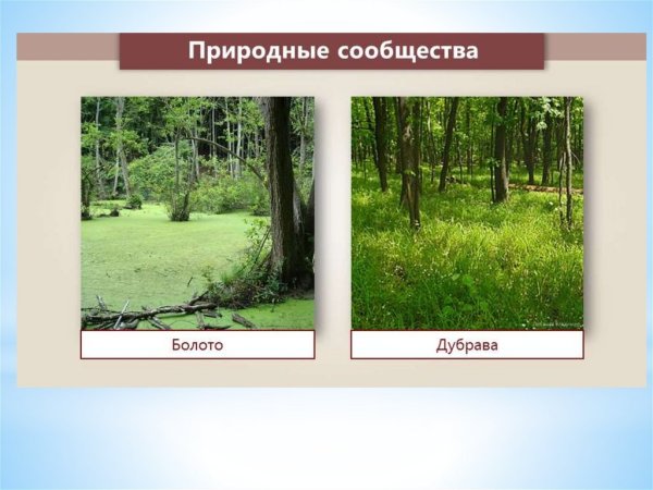 Тема природные сообщества