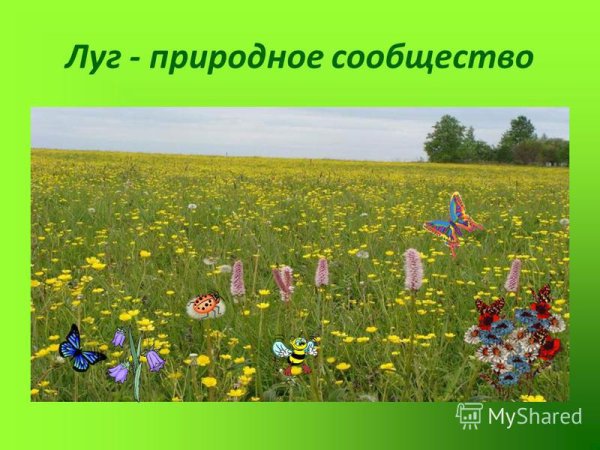 Природное сообщество луг