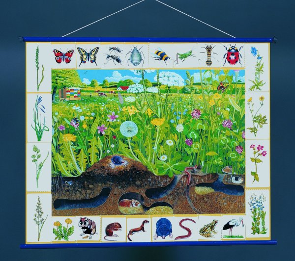 Природное сообщество луг