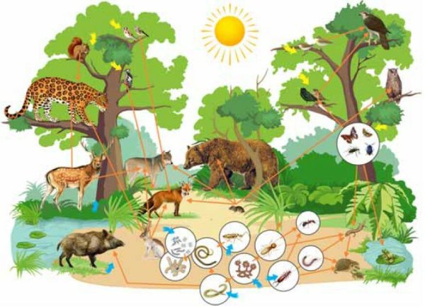 Экосистема для детей