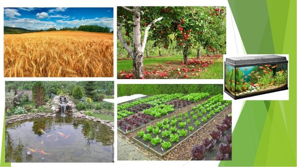 Экосистема сада и огорода