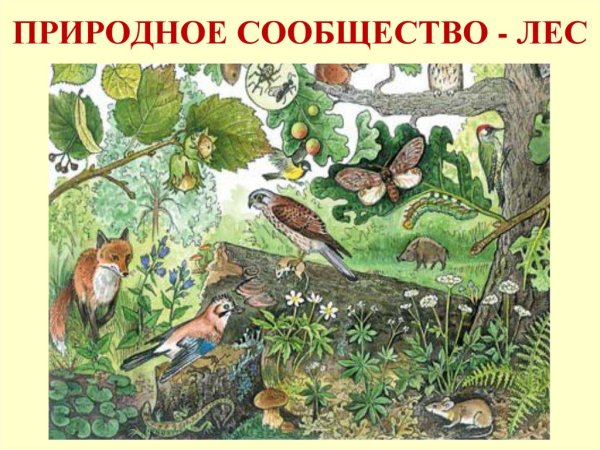 Экосистема Дубравы зооценоз