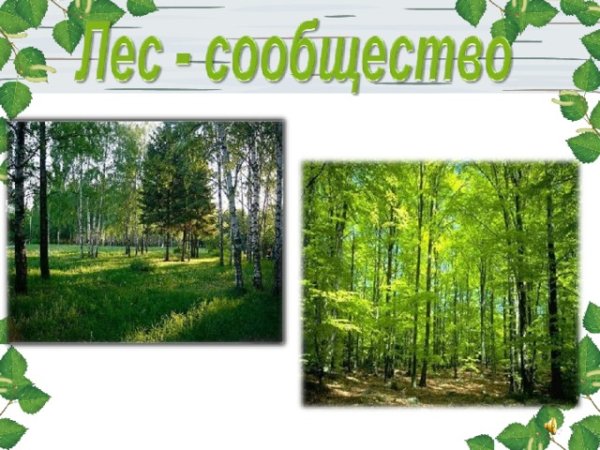 Природное сообщество лес