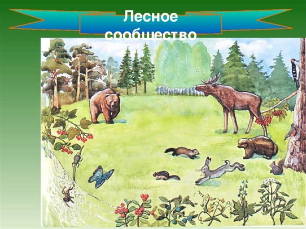 Природное сообщество лес