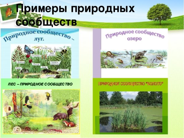 Многообразие природных сообществ