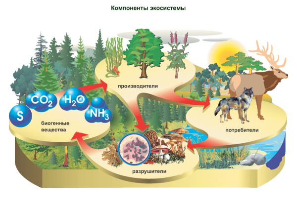 Компоненты экосистемы