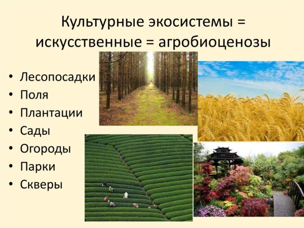 Агробиоценоз это экосистема