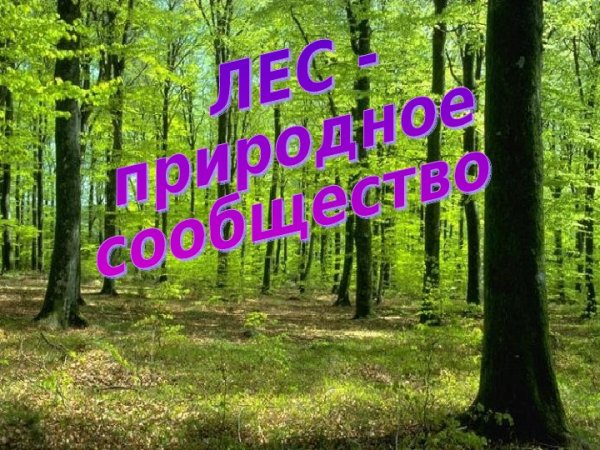 Проект Лесное сообщество