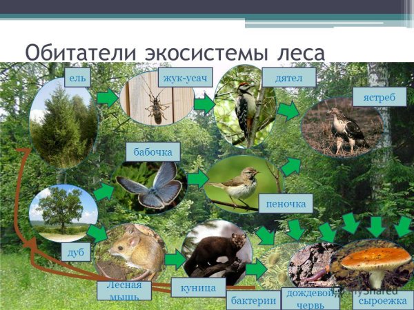 Экосистема леса