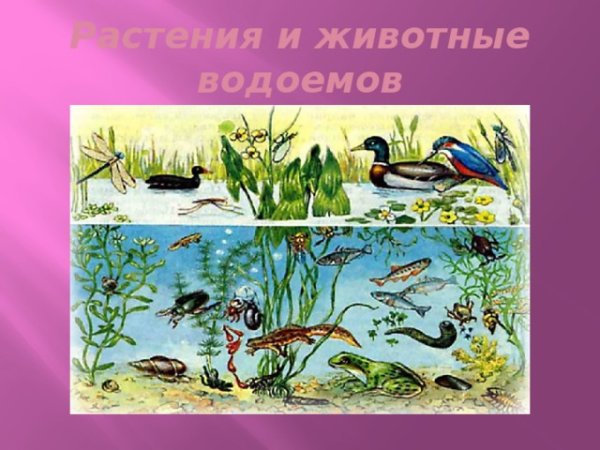 Растения и животные водоемов