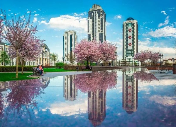 Грозный Чечня Сакуры