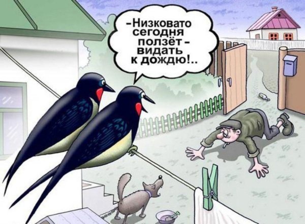 Карикатуры про птиц