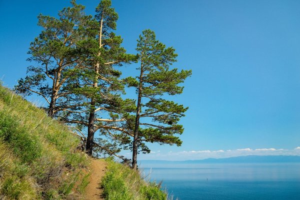 Прибайкальский национальный парк фауна