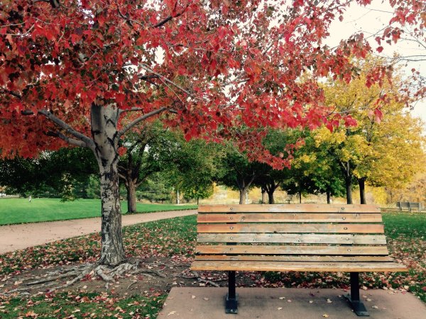 Лавочка в парке