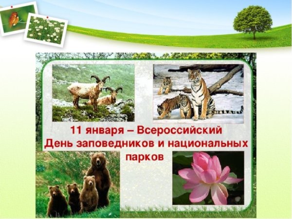 11 Января в России отмечается день заповедников и национальных парков.